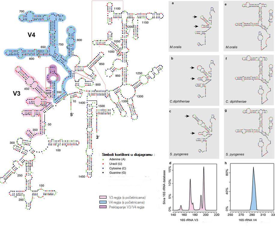 Slika 2. Pojednostavljeni prikaz sekundarne strukture 16S rrna gena u Escherichia coli uz prikaz razlike u V3 i V4 regijama između bakterijskih vrsta i arhea (Ziesemer i sur., 2015).