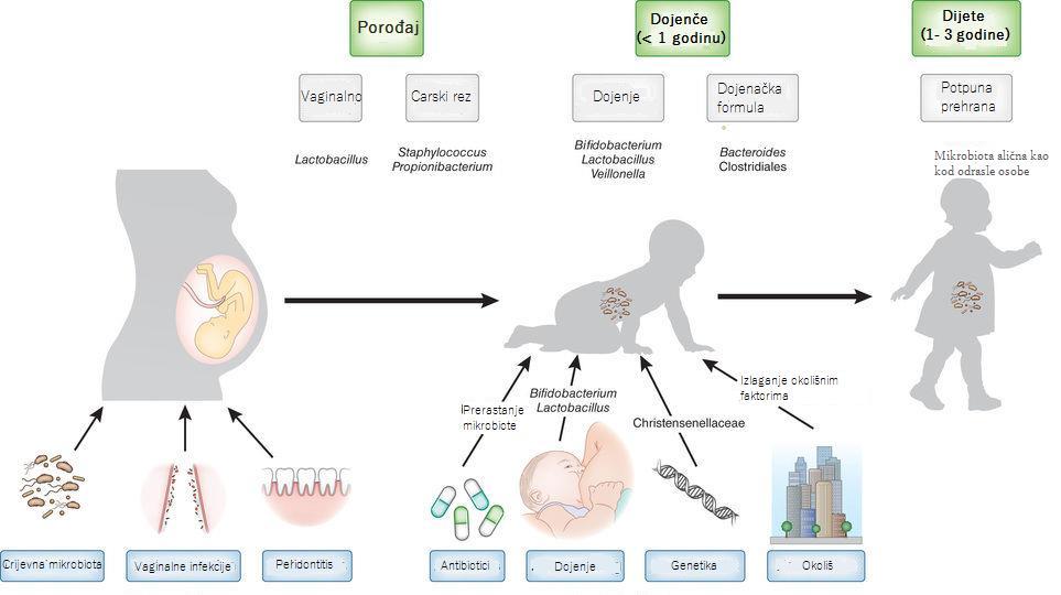 Slika 2. Shematski prikaz oblikovanje čimbenika koji utječu na stvaranje crijevne mikrobiote (Tamburini i sur., 2016).