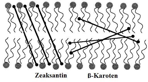 zeaksantin i lutein, ksantofili sa dve hidroksilne grupe, su različito orijentisani u membrani.