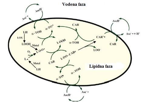 Slika 21. Interakcija karotenoida, vitamina E i C u lipofilnim i hidrofilnim delovima plazme Karotenoidi mogu ''uhvatiti'' radikale sa jedne strane membrane (npr.