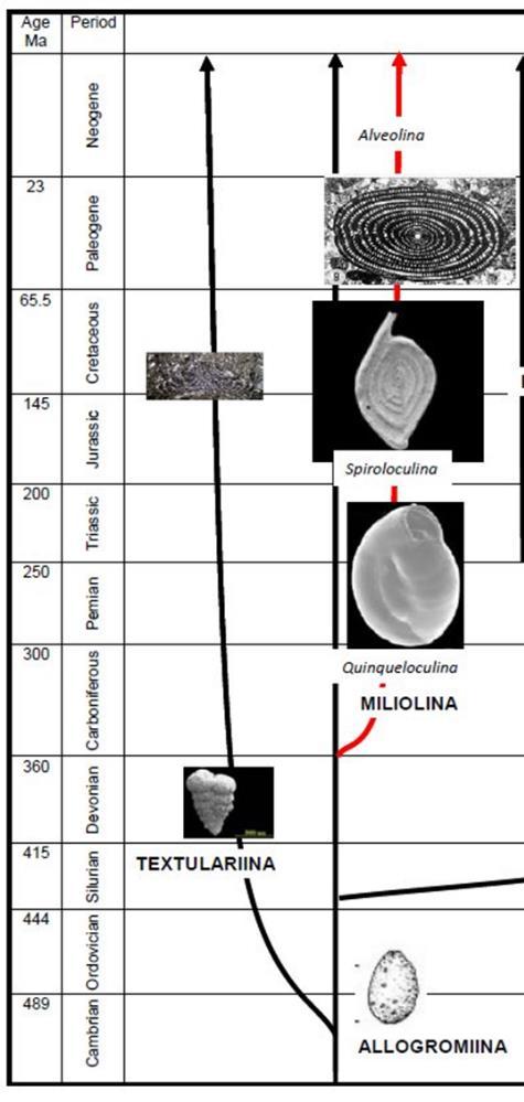 Velike porculanske foraminifere: Family: Alveolinidae EHRENBERG, 1839