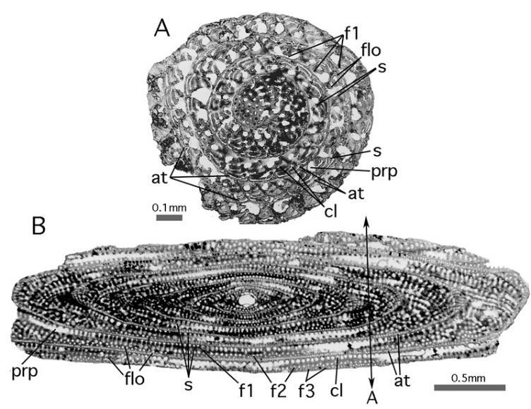 ALVEOLINELLA (M rec.