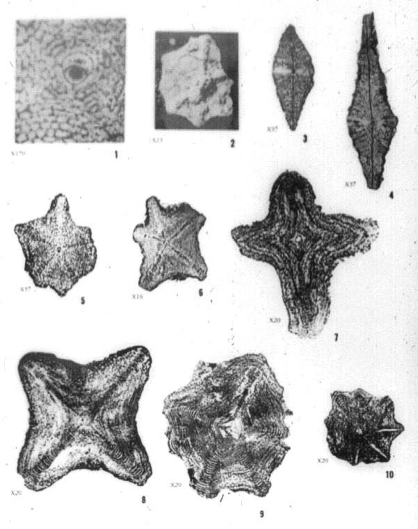 ASTEROCYCLINA (sr.pc.