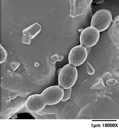 Slika 10. Lactococcus lactis. Izvor: http://www.ansci.wisc.edu/bbpic/s900_gallery.html 6.2.
