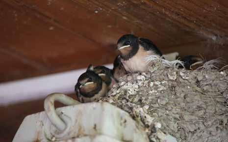 Pregled nekoliko najbrojnijih prstenovanih vrsta i zanimljivih nalaza prstenovačkih kampova: Lastavice (Hirundo rustica) N.