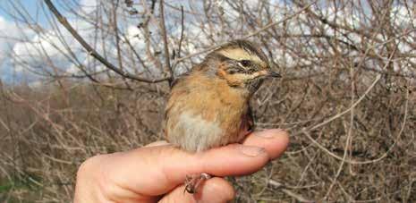 Crnobradi popić. (P. atrogularis) I. Lolić Poljski trstenjak (A. agricola) I. Lolić Lastavica (H. rustica) I.