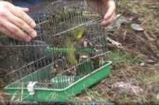 (Emberiza citrinella), dve zelentarke (Carduelis chloris), šest šumskih ševa (Lullula arborea), jedan kos (Turdus merula) i 16 zimovki (Pyrrhula pyrrhula). Ptice su oduzete i puštene na slobodu.