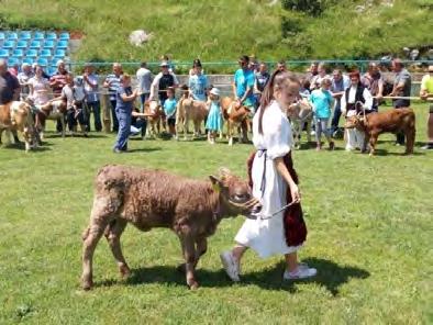 gospodarstva. Tijekom 2018. godine organizirana su četiri zasebna kupa mladih uzgajivača (Bambino kup) i osam izložbi goveda, od kojih su neke također sadržavale bambino kup.