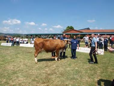Pored toga, u prikazu pašnog sustava, koji je značajno prisutan na ovoj županiji, izložena su dva bika sa kravama simentalske pasmine. Šampionkom izložbe proglašena je krava Mona AT 608.672.