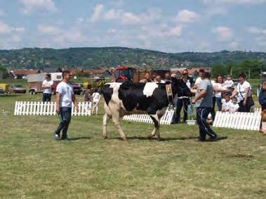 Ministry of Agriculture Šampionkom simentalske pasmine proglašena je krava Ševa 4 HR 7200249749, uzgajivača Davorina Arića iz Gornjih Crnogovaca.