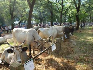 Ministarstvo poljoprivrede Ispred Saveza uzgajivača istarskog goveda, gospodin Aldo Štifanić povodom održavanja ove, 20 izložbe,