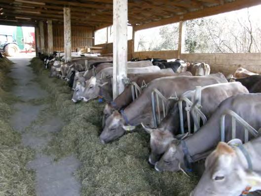 Ministry of Agriculture Ukupno je do sada registrirano pet krava sa životnom proizvodnjom iznad 100.