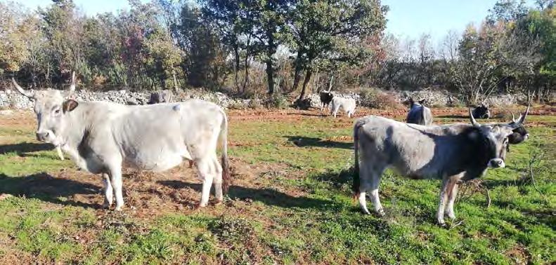 Ministarstvo poljoprivrede Tablica 63. Broj prikupljenih i pohranjenih bioloških uzoraka pasmina goveda tijekom 2018.