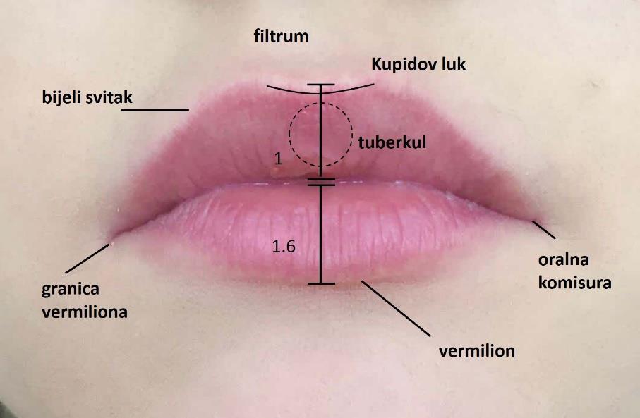 je poznata kao "zlatni rez" ili golden ratio te iznosi 1:1.6. Suodnos rubova usnica prema točkama također ima srednje vrijednosti.