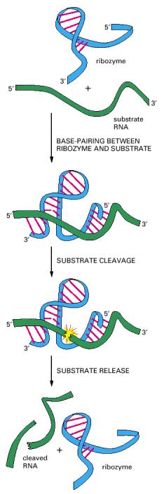 RNA katalizira cijepanje druge RNA. Ribozim, ili katalitička RNA.