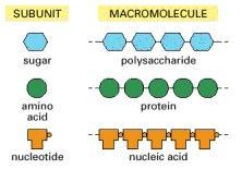 odgovorne za specifična svojstva svake stanice Polimeri kovalentno povezanih malih