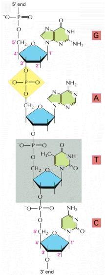 Pohrana i prijenos informacija glavna uloga nukleotida nukleotidi građevne jedinice nukleinskih kiselina Fosfodiesterska veza između fosfatne skupine na šećeru jednog nukleotida i hidroksilne skupine