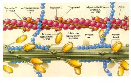 Proteini: Molekularni motori pokretanje