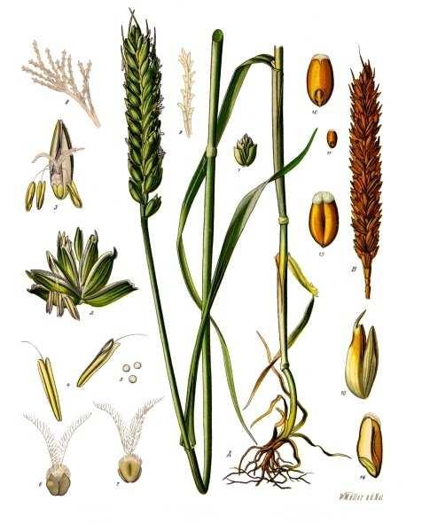 Poljoprivreda -nekad Prvi pokušaj čovjeka da unapredi proizvodnju žitarica bila je genetička selekcija.