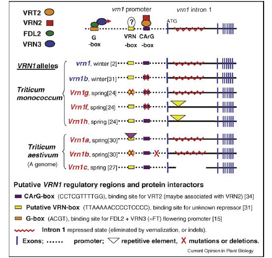 VRN-2 gen pšenice je transkripcioni faktor sa CCT domenom (poznatiji kao cinkovi prsti koji formiraju koordinatne veze sa jednim ili više jona cinka) čija se ekspresija smanjuje (engl.