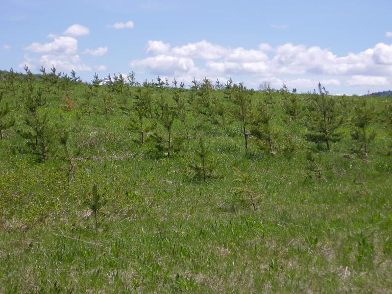 000 sadnica različitih vrsta biljaka. Rasadnik se bavi proizvodnjom šumskog i hortikulturnog sadnog materijala, skupljanjem sjemena, podsijavanjem sjemena i planiranjem prostornog uredenja i okoliša.