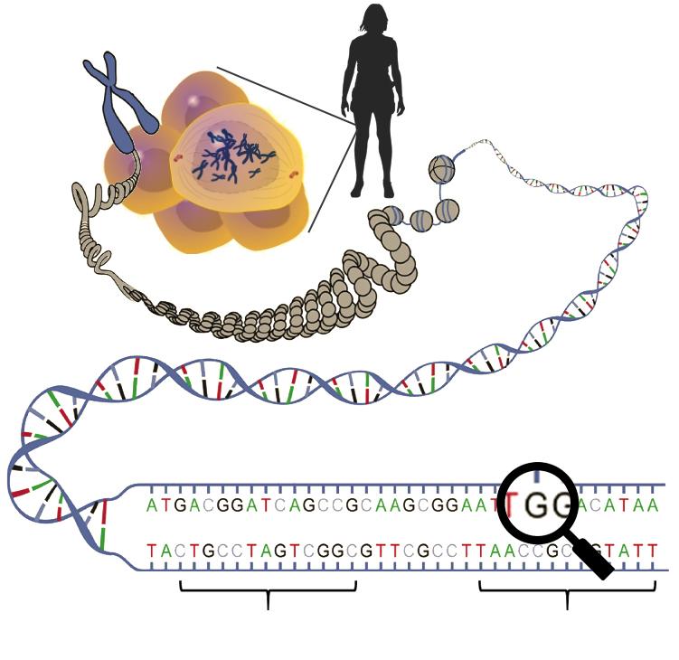 Kromosomi Stanice Tijelo (50 bilijuna stanica) DNK dvostruka zavojnica Laktoza gen (LCT) A = zdravo G = rizik DNK, genetički kod, je plan i nacrt ljudskog tijela.