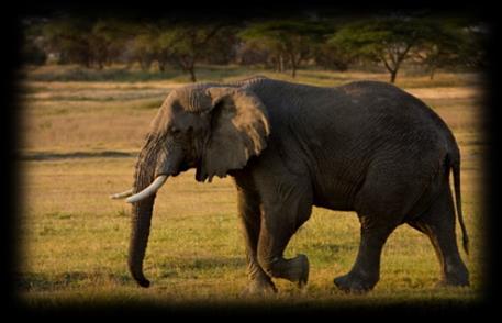 Riješi radni list i usporedi količinu hrane koju pojedu rovka i slon! (Prilog 3) Slika 1. Vrtna rovka Slika 2. Afrički slon Ponovimo! 1. Ako je tvrdnja točna zaokruži T, ako je netočna zaokruži N.