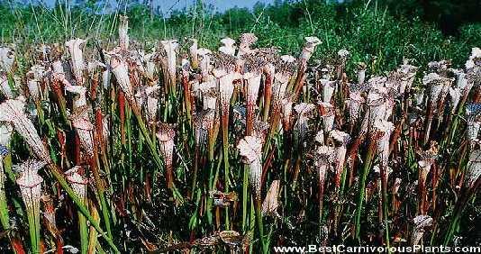 Slika 10. Vrsta Sarracenia leucophylla (www.bestcarnivorousplants.com) 4. PORODICA Nepenthaceae Ova porodica nalazi se unutar reda Ericales, a sadrži samo jedan rod Nepenthes L.