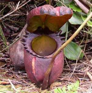 Slika 11. Vrč vrste Nepenthes rajah L. Slika 12. Vrsta Nepenthes alata L. (www.bestcarnivorousplants.com) (www.floristeriasnavarro.com) 5.