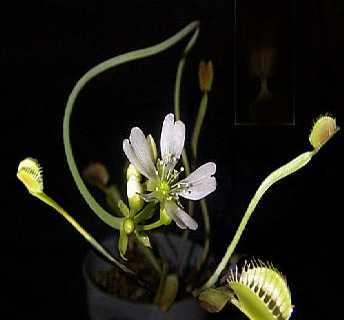 (Hodick i sur. 1989.) Slika 1. Dionaea muscipula L.