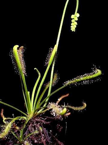 Slika 4. Habitus vrste Drosera capensis (www.plantoftheweek.org) U Hrvatskoj raste Drosera rotundifolia L.