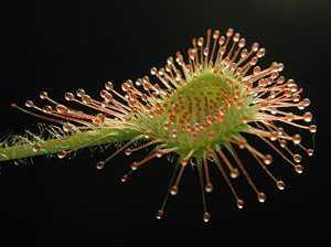 Slika 5. Okruglolisna rosika (Drosera rotundifolia L.) 2.3. Rod Aldrovanda L. (www.eko-pan.