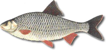 за део који припада Србији), то се сматра да приказани риболовни притисак не угрожава рибљи фонд.