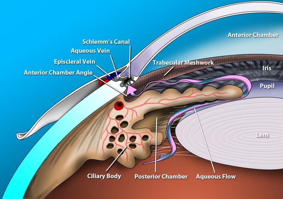 Очна водица циркулише кроз око и напушта га на два начина: конвенционалним путем кроз трабекуларни систем, у Шлемов канал и затим у еписклералне крвне судове увеосклералним путем апсорцијом у увеална