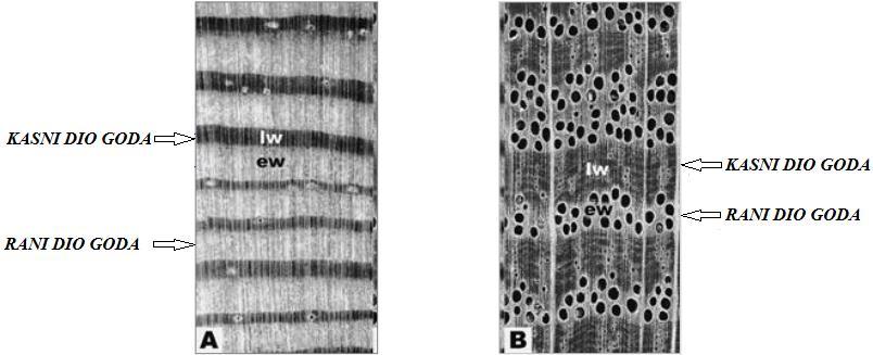 2.2.1. Godovi Najuočljivija nehomogenost graďe na poprečnom presjeku jest god ili godišnji prirast. Godovi su prsteni skupina stanica koje se koncentrično slaţu oko srca drveta.