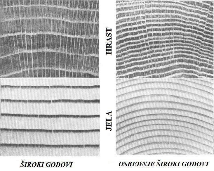 drvo, F prstenasto porozno drvo Slika 2.8. Razlika godova u boji i širini [1] 2.3. Stanična struktura drva Staničnu strukturu drva definira posebna vrsta biljnih stanica.