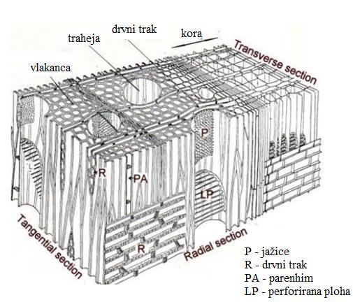 Slika 2.15. Struktura listača [14] Drvna vlakanca su stanice s debljom stijenkom i manjim lumenom od traheida. Njihova duljina je manja od duljine traheida i iznosi izmeďu 200 i 1200 µm.