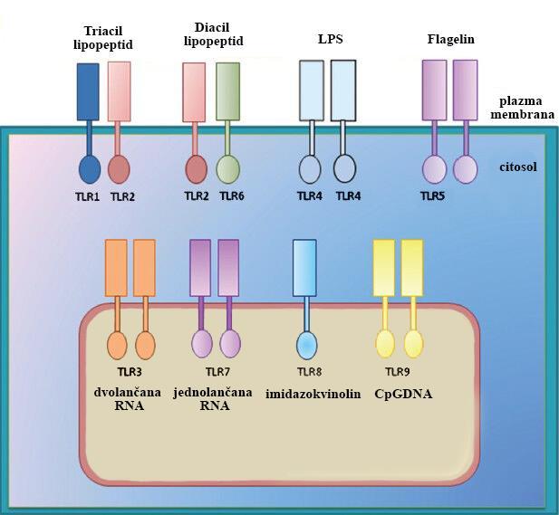 Receptori TLR2 i TLR4 su uključeni u prepoznavanje različitih komponenti bakterijskih staničnih stijenki poput lipopolisaharida (Takeuchi i sur.