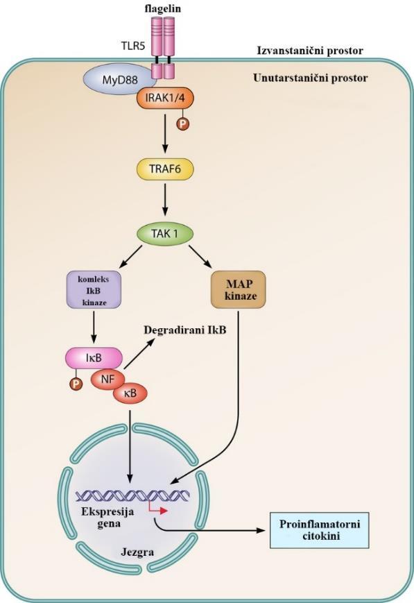 što dovodi do oslobađanja NF-kB i njegove translokacije u jezgru (O Neill 2006).