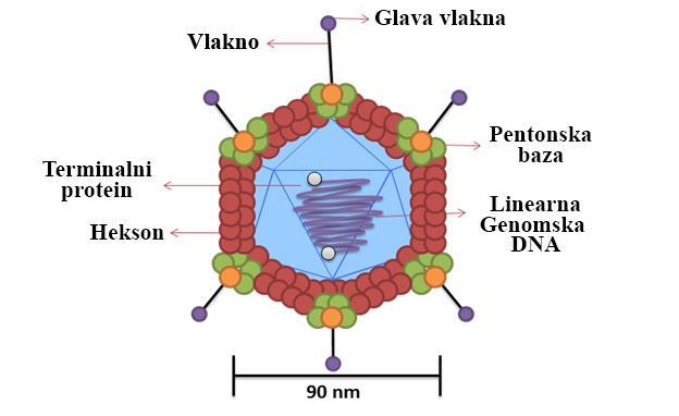 biologiji je skupina C koja se sastoji od adenovirusa tipa 1, 2, 5 i 6. U laboratoriju su najčešći adenovirus 2 (Ad2) i Ad5 koji se koriste kao vektori za isporuku gena (Zhang 1999).