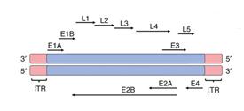 glavni kasni promotor (engl. Major late promoter, MLP) (Shaw i Ziff 1980, Chaurasiya i Hitt 2016). Slika 5: Prikaz transkripcijskih jedinica adenovirusa (preuzeto i prilagođeno prema Afkhamy i sur.