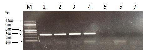 Slika 15: Produkti reakcije PCR: plazmidi uzoraka mini-prep pshuttle-cmv-tlr5 wt-6 (1), pshuttle-cmv- TLR5 N592S-4 (2), pshuttle-cmv-tlr5 wt-3 (5) i pshuttle-cmv-tlr5 wt-10 (6) uzoraka midi-prep