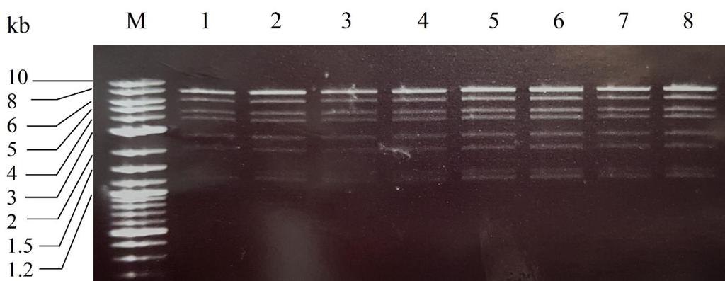 Slika 16: Elektroforeza na agaroznom gelu uzoraka Ad5-TLR5 wt-3 (1, 2), Ad5-TLR5 wt-8 (3, 4), Ad5- TLR5 N592S-3 (5, 6), Ad5-TLR5 N592S-4 (7, 8) tretiranih s restrikcijskom endonukleazom EcoRV.