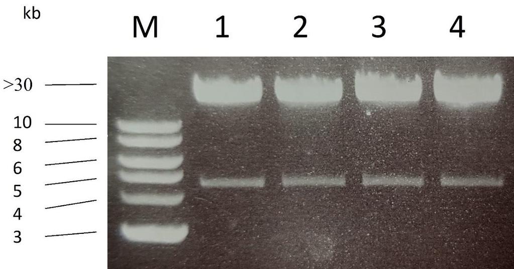 Povrda uspješne homologne rekombinacije U svrhu potvrde uspješne homologne rekombinacije između BJ5183-AD-1 stanica i konstrukta pshuttle-cmv-tlr5 wt odnosno pshuttle-cmv-tlr5 N592S provedena je