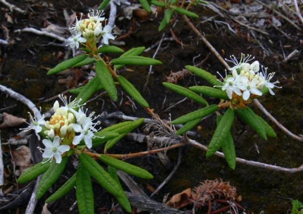 žbunastim vrstama ka jugu (Vaccinium, Andromeda,