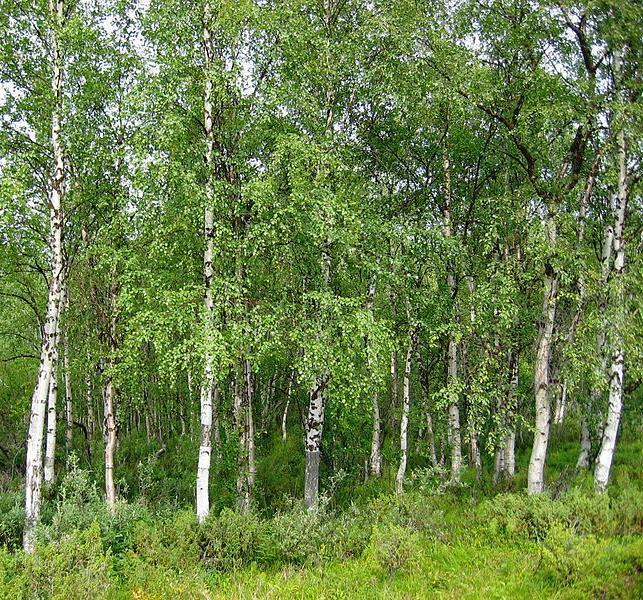 U prizemnom sloju Linnaea borealis, Lycopodium, parazitske