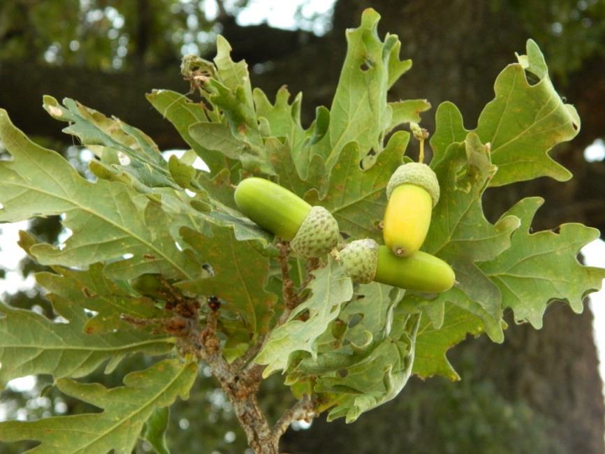 Balkanskog poluostrva. Drvenaste vrste: bukva (Fagus), grab (Carpinus), hrast (Quercus), lipa (Tilia), jasen (Fraxinus), brest (Ulmus).