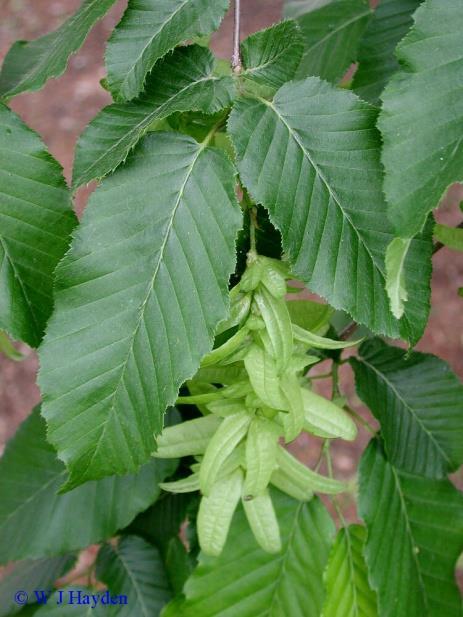 Carpinus