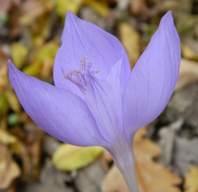 Postoji više različitih podela sveta na floristička carstva (Diels, 1929, Engler, 1936,