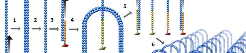 Fragmenti se pomoću adaptera komplementarno vežu na jedan od dva tipa učvršćenih oligonukleotida.